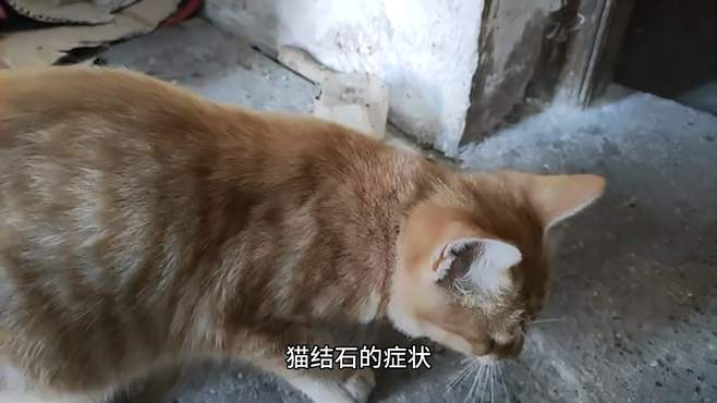 布偶猫得了猫结石，初期会有哪些症状？