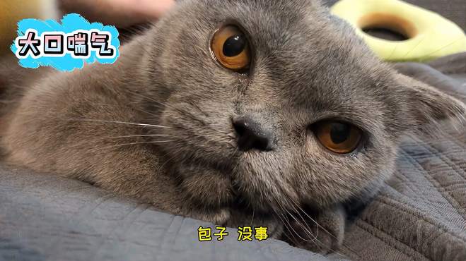 猫咪生病最难受的就是铲屎官了，它们不会哭不会说，只能默默承受