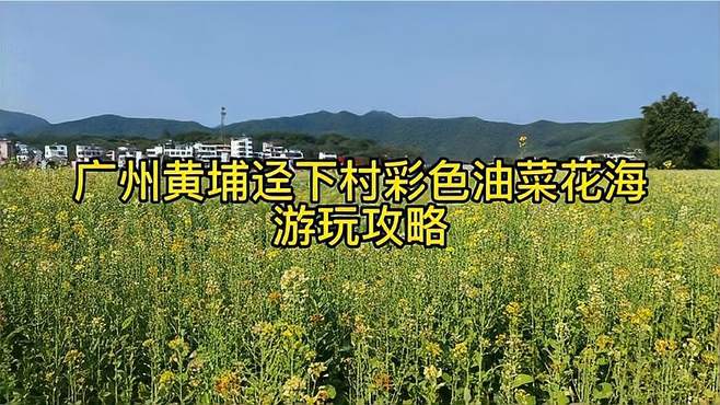 广州黄埔迳下村的彩色油菜花海正值观赏期，拍照非常美，攻略来了