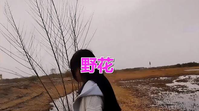 经典老歌《野花》，歌甜景美，嘹亮歌声太美了