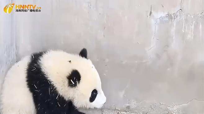 饲养员戏弄熊猫被识破，熊猫：我是差竹笋的熊猫吗，竟敢骗我