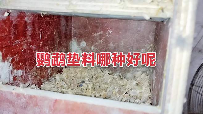 鹦鹉繁殖箱里用什么垫料比较好呢？有一种垫料是不能用的