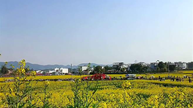 春季赏油菜花好去处