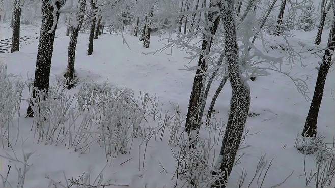 行走在冰雪秦岭植物之间