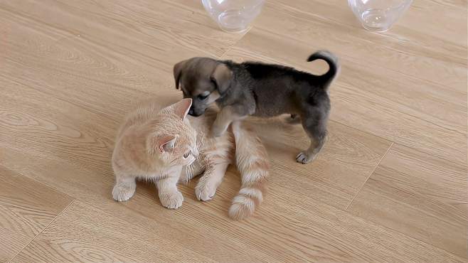 小流浪狗和小奶猫的现状：不是在打架，就是在打架的路上！