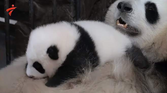 小熊猫不肯睡觉，熊猫妈妈使出杀手锏，小熊猫：妈我晕车
