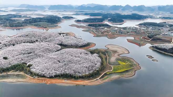 平坝樱花盛开，航拍景色壮观