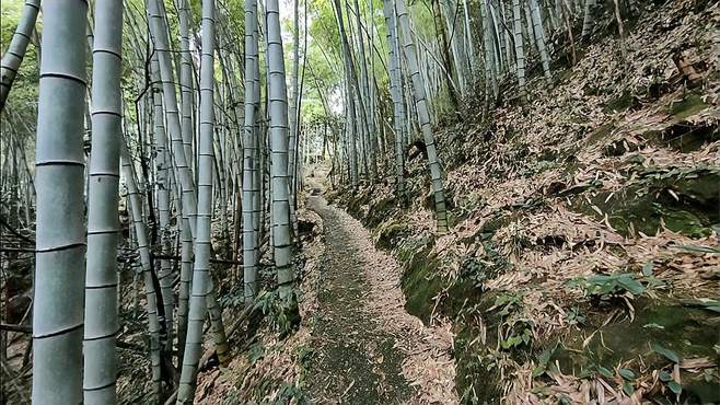 黄山九龙瀑境内有多条古蹬道，毒蛇太多！一定不要探奇！