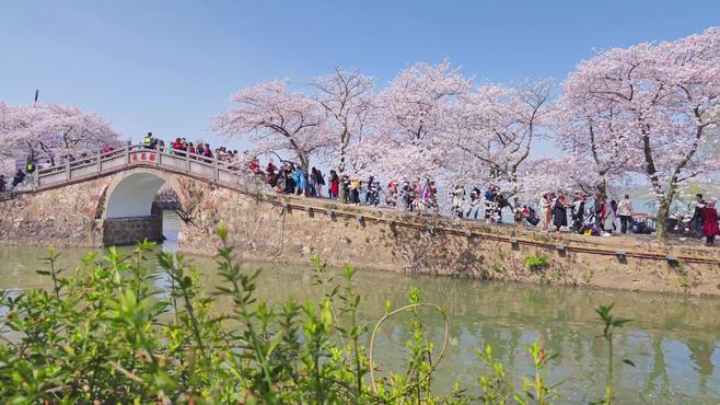 人潮如涌！春日鼋头渚游园攻略