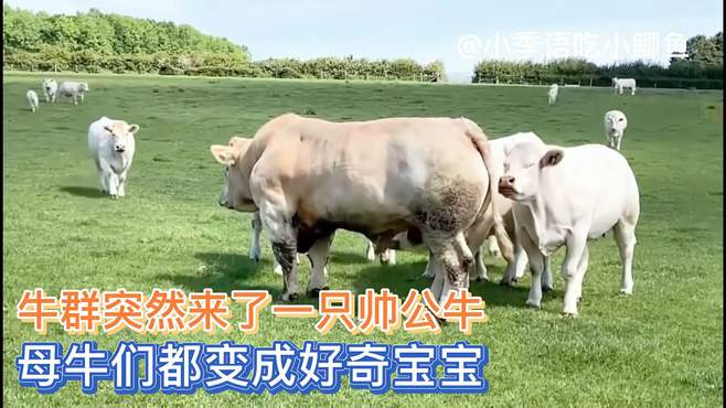 母牛群来了一只公牛，母牛们立马化身好奇宝宝：这牛怎么壮？