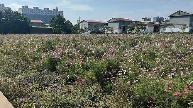 高邑县万通南边儿的格桑花长得真好看