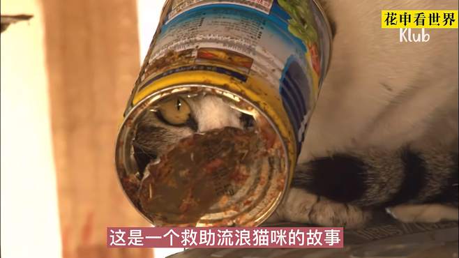 一只猫咪头上戴着一个铁罐子，已经几天没有进食了，结局很舒服