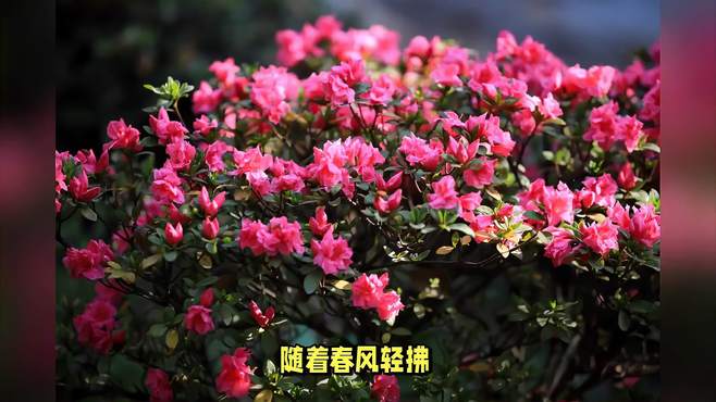 醉龙江之春：紫云岭上的杜鹃之约