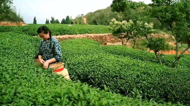 谢江原创山歌《黑茶好呷自己栽》！