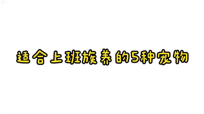 宠物知识！适合上班族养的5种宠物，你知道有哪些吗？