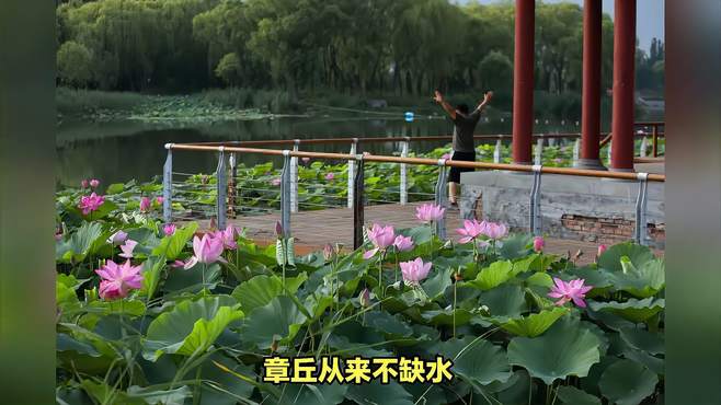 被称之为“小泉城”的章丘，绣江河荷花开得比大明湖的还美