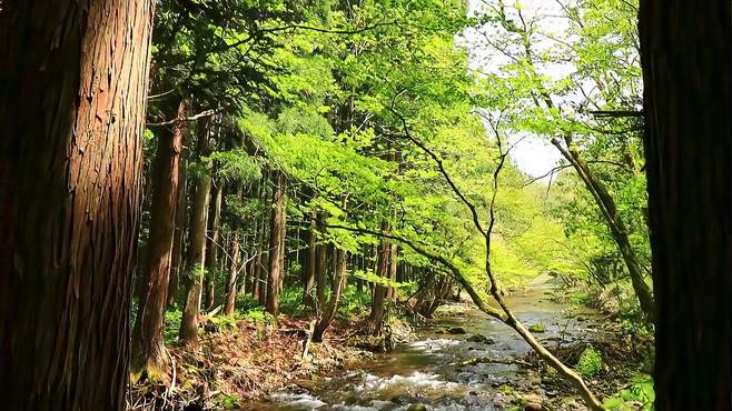 四川现实版的“绿野仙踪”，宫崎骏笔下的童话森林，一路免费美景