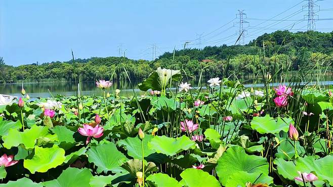 这个杭州夏日宝藏地亮了，有博物馆、荷花园、健身道，来了不想走