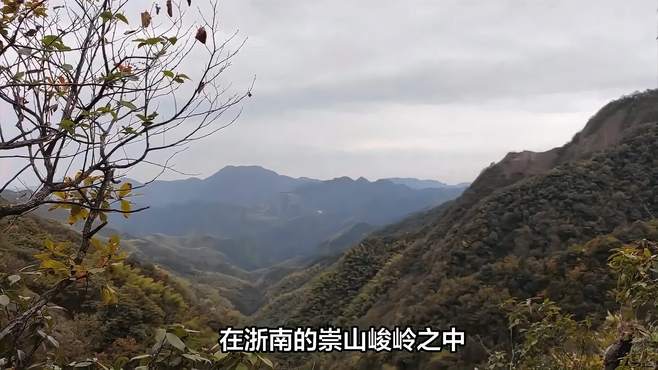 乌岩岭：秘境深处，自然之魂