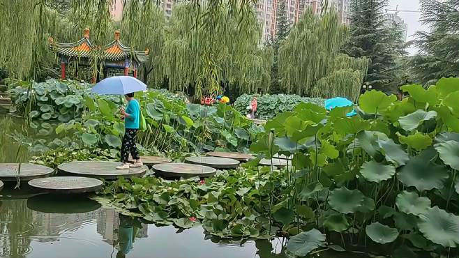 蒙蒙细雨中的宝鸡炎帝园荷塘，景色格外清新优美，令人赏心悦目！