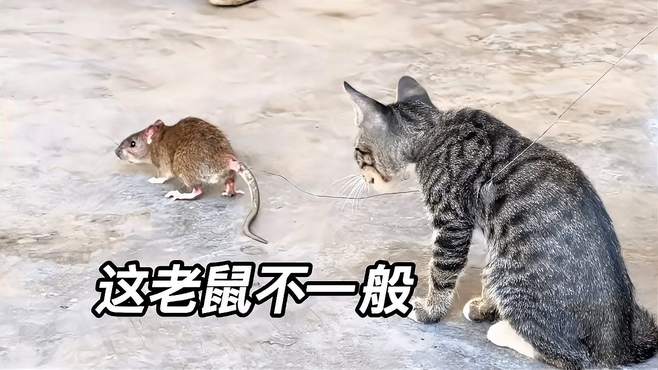 这老鼠不一般啊！猫看到它的反应竟然会是这样，不可思议