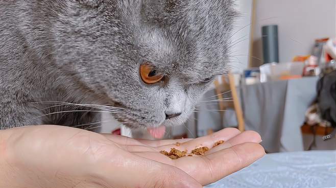 这里有一只超喜欢喝酸奶的小猫咪，早餐生活太滋润啦