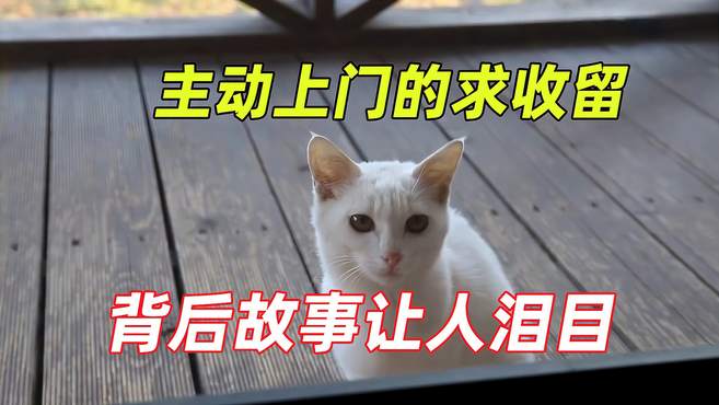 流浪猫为入住豪宅，连续数日蹲守门外，还懂得送礼，原因让人泪目