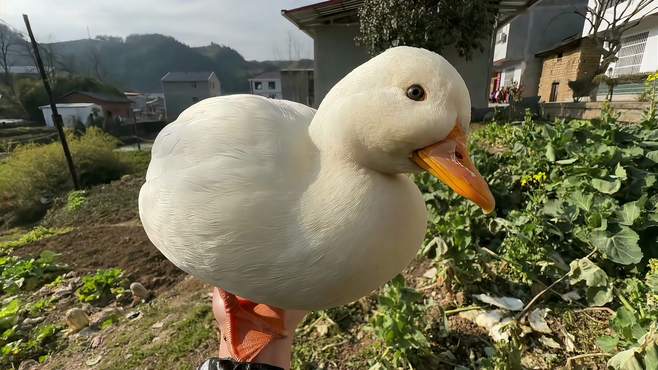 柯尔鸭中的胖子，菜地都被它吃秃了