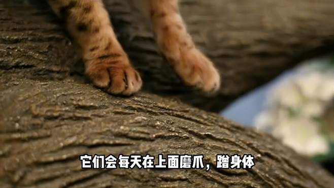 小猫咪也有自己的社交媒体？他们每天聊些啥？