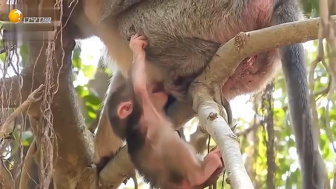 粗心的猴妈，将小猴子就这样吊着，小猴子十分危险