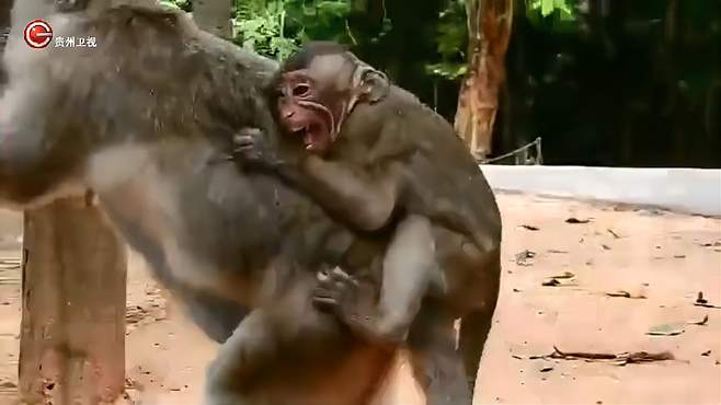 这只猴子太调皮了，猴妈背也不是，抱也不是