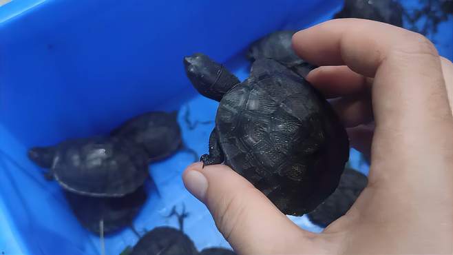 开箱广西黑颈龟，那么小的一只乌龟就要几百块了，听说以前要数万