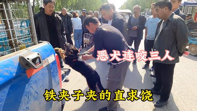 一条发疯恶犬连咬数人，被大哥送到狗肉车，今天必须宰了它，气人