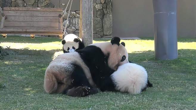 熊猫妈妈最大的爱好就是抱起宝贝盘来盘去，实在太好玩了