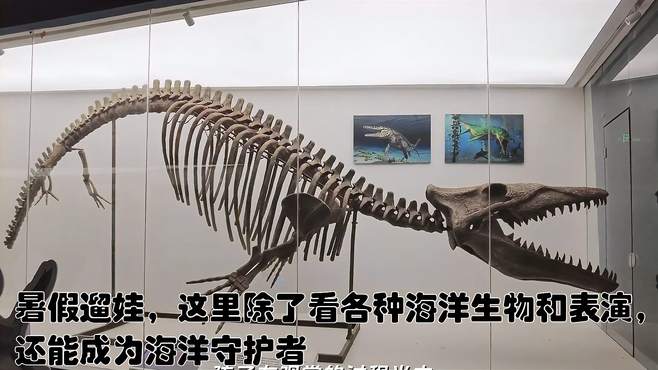 暑假遛娃，这里除了看各种海洋生物和表演，还能成为海洋守护者