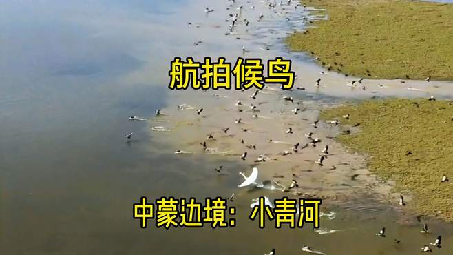 中蒙边境青河县，航拍：查干河上游的候鸟，没想到这么多