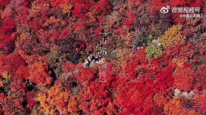 山东遍地红叶没法再低调了 【 漫山红叶是秋天的顶流吧 】金秋时节，天高气爽，山东多地迎来红叶最佳观赏期，红叶竞相展艳，层林尽染，将绵延的山峦渲染成了红色，秋日的