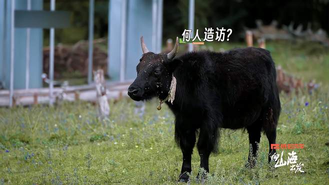 要没有孟鹤堂和罗一舟，都不知道牛跑尾巴还会翘，笑死了快