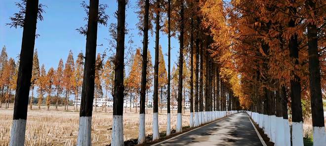 深秋的水杉公路美景