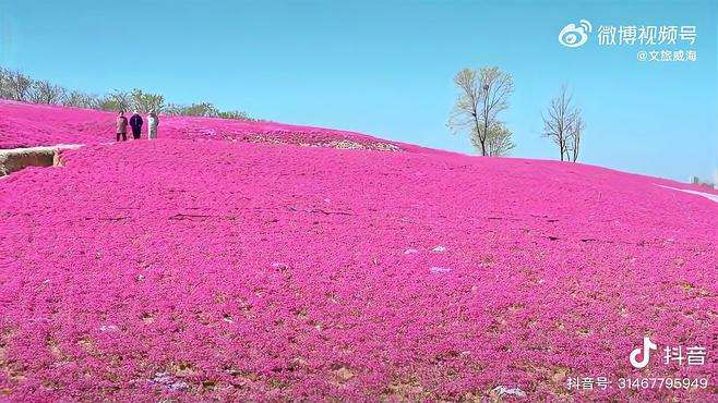 漫步花海，拥抱春天 在文登 潮拍千里山海  最in山东打卡地 （来源：文登文旅）