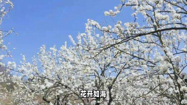 四川一县万亩梨花走红，被央视直播的赏花胜地，门票免费