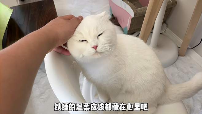 一只猫心机能有这么重？为了一根牛肉条，竟然隐藏这么好！