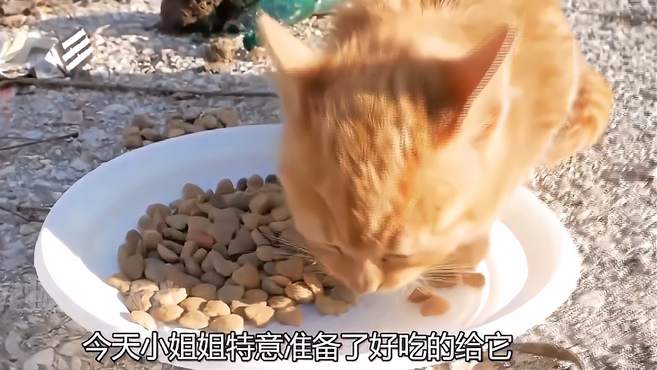 外表超凶的小流浪猫，见到人就龇牙咧嘴，却被一顿猫粮轻松收买