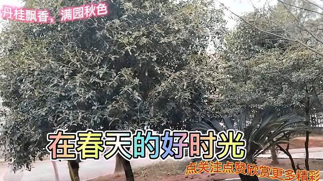 丹桂飘香，满园秋色！花香四溢，沁人心脾！