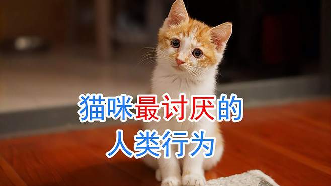 猫咪最讨厌的人类行为