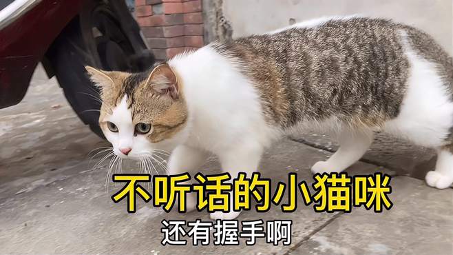 养了5个多月的小猫咪，居然还不知道自己的名字，看来要训练一下