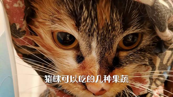 猫咪可以吃的果蔬