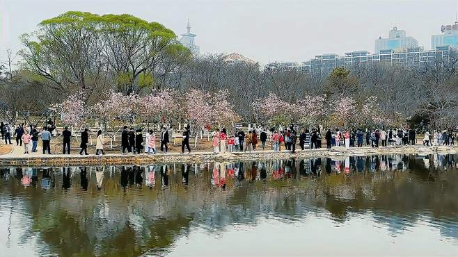 美不美？身入十里花廊不知天上人间——玉渊潭公园赏拍樱花实景