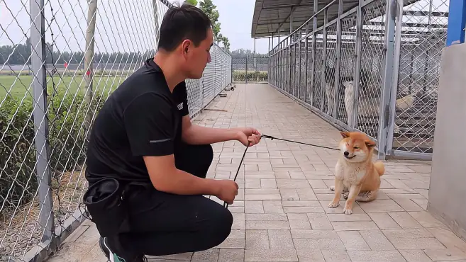 个子不大，脾气不小，这只倔强的柴犬碰见对手了