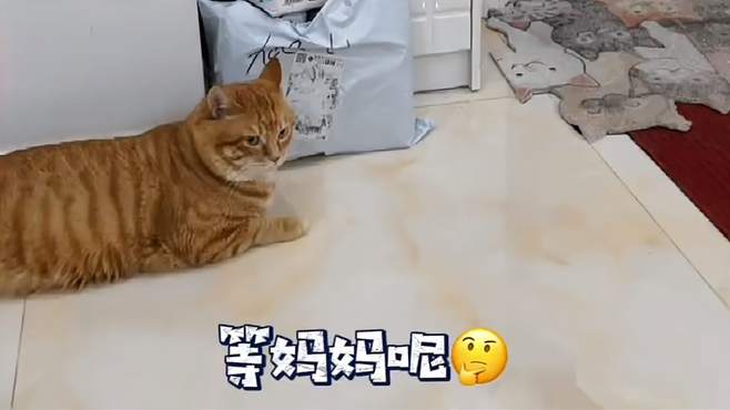 猫猫小暖 我回来了 想你们了